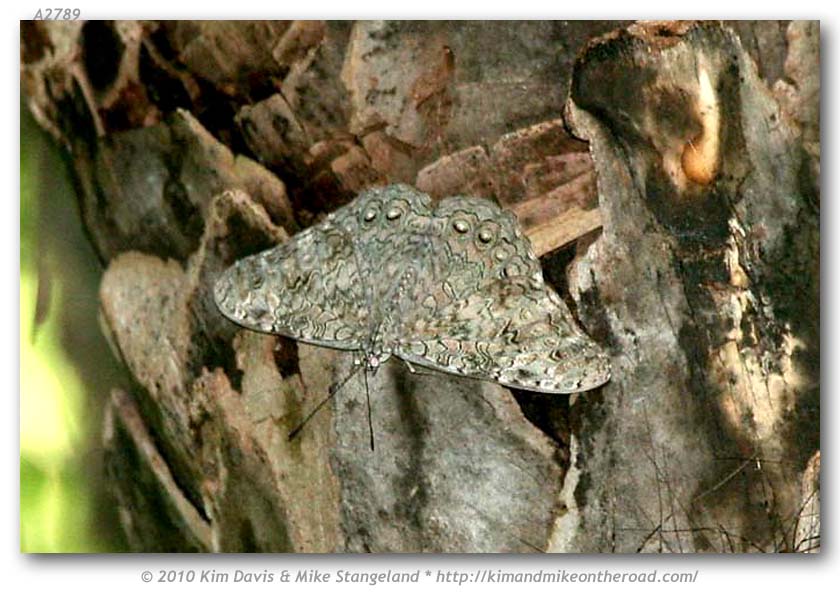 Hamadryas glauconome grisea (Glaucous Cracker)