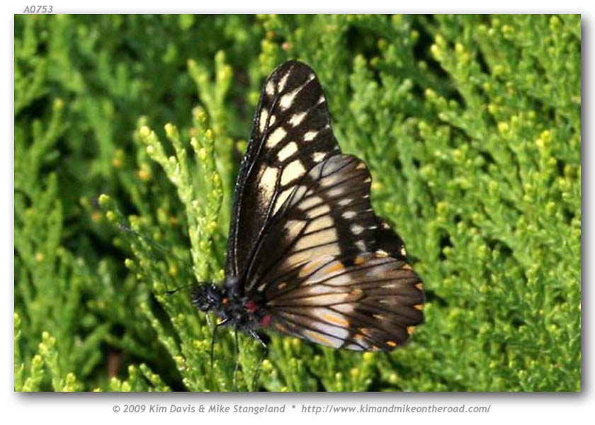Catasticta n. nimbice (Mexican Dartwhite)