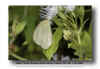 Ghost Yellow - Eurema albula celata Taninul MX 041123.jpg (96456 bytes)