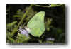 Yellow Angled Sulphur - Anteos maerula - GF MX  041119(3).jpg (91037 bytes)