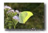 Yellow Angled Sulphur - Anteos maerula - GF MX  041119(4).jpg (97341 bytes)