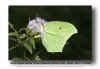 Yellow Angled Sulphur - Anteos maerula - GF MX  041119(5).jpg (79134 bytes)
