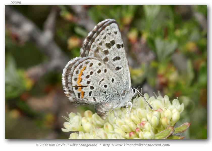 Euphilotes a. ancilla (Ancilla Blue)