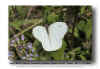 Giant  White - Ganyra josephina josepha GF MX 041125(1).jpg (97074 bytes)