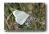 Giant  White - Ganyra josephina josepha GF MX 041125.jpg (89643 bytes)