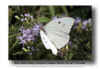 Giant  White - Ganyra josephina josepha TL MX 041123(2).jpg (97512 bytes)