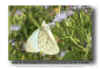 Pallid Tile-white - Hesperocharis costaricensis Taninul MX 041122(11).jpg (104824 bytes)