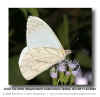 Pallid Tile-white - Hesperocharis costaricensis Taninul MX 041122(1.jpg (69351 bytes)