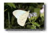 Pallid Tile-white - Hesperocharis costaricensis Taninul MX 041122(2).jpg (84503 bytes)