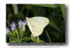 Pallid Tile-white - Hesperocharis costaricensis Taninul MX 041122(7).jpg (85774 bytes)